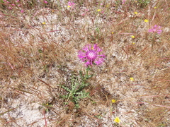 Centaurea polyacantha
