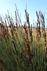 Elegia tectorum
