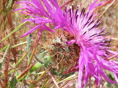Centaurea polyacantha