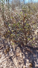 Lampranthus leptaleon