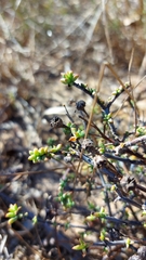 Lampranthus leptaleon