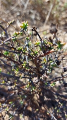 Lampranthus leptaleon