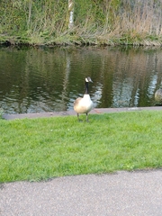 Branta canadensis