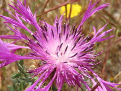 Centaurea polyacantha