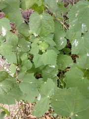 Malvaviscus arboreus