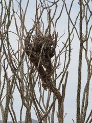 Auriparus flaviceps