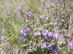 Scutellaria wrightii