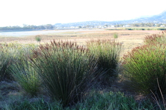 Elegia tectorum
