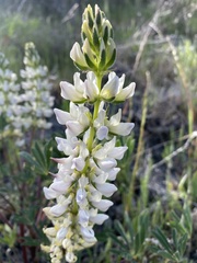 Lupinus densiflorus