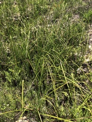 Cladium mariscus jamaicense