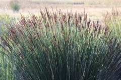Elegia tectorum