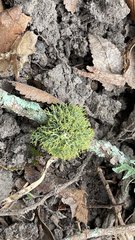 Teloschistes exilis