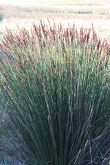 Elegia tectorum