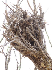 Auriparus flaviceps