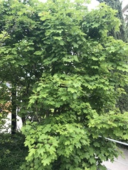 Acer