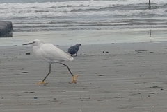 Egretta thula