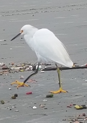 Egretta thula