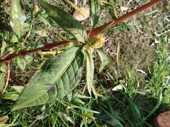 Persicaria lapathifolia