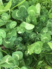 Trifolium