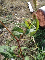 Persicaria lapathifolia