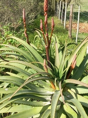 Aloe arborescens × ferox
