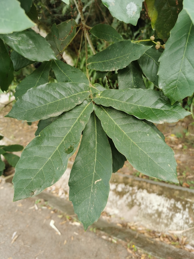 Mexican Royal Oak