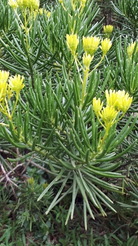 Kleinia barbertonica