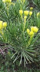 Senecio barbertonicus
