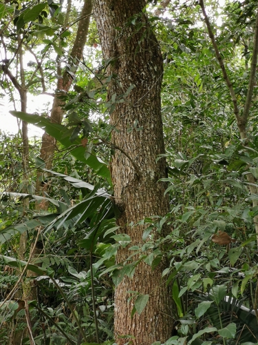 Quercus germana, photograph 2