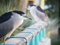 Nycticorax nycticorax