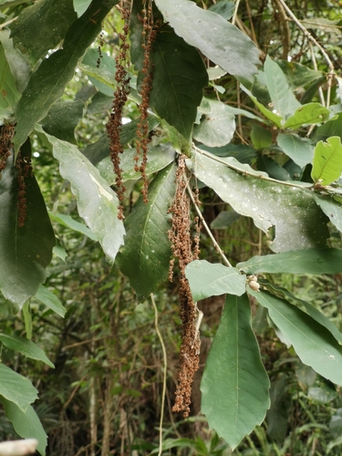 Quercus germana, photograph 3