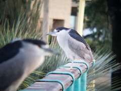 Nycticorax nycticorax
