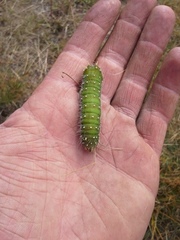 Eacles imperialis pini