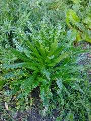 Reseda luteola