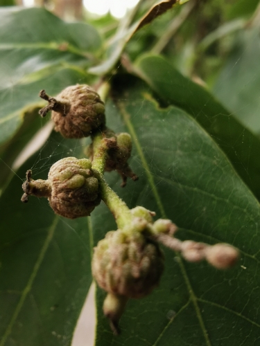 Image of Quercus germana by (c) Juan Carlos Pérez Magaña, some rights reserved (CC BY-SA)