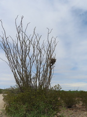 Auriparus flaviceps