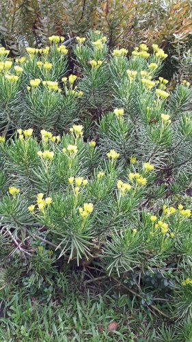 Kleinia barbertonica