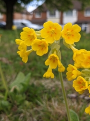 Primula veris
