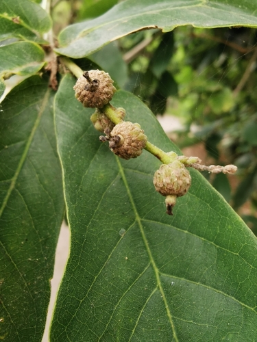 Quercus germana, photograph 6