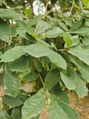 Quercus germana