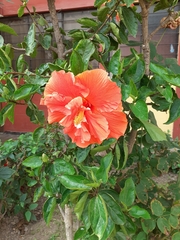 Hibiscus rosa-sinensis