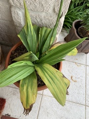 Phaius