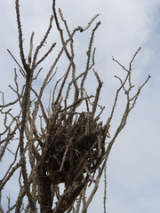 Auriparus flaviceps