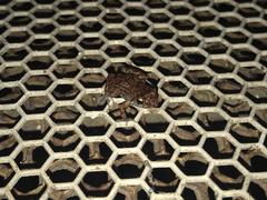 Eleutherodactylus planirostris