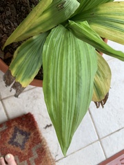 Phaius