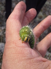 Eacles imperialis pini