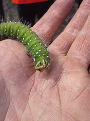 Eacles imperialis pini