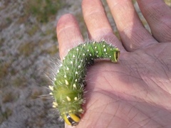 Eacles imperialis pini