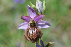 Ophrys sphegodes aveyronensis