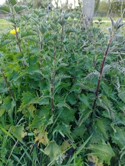 Urtica dioica